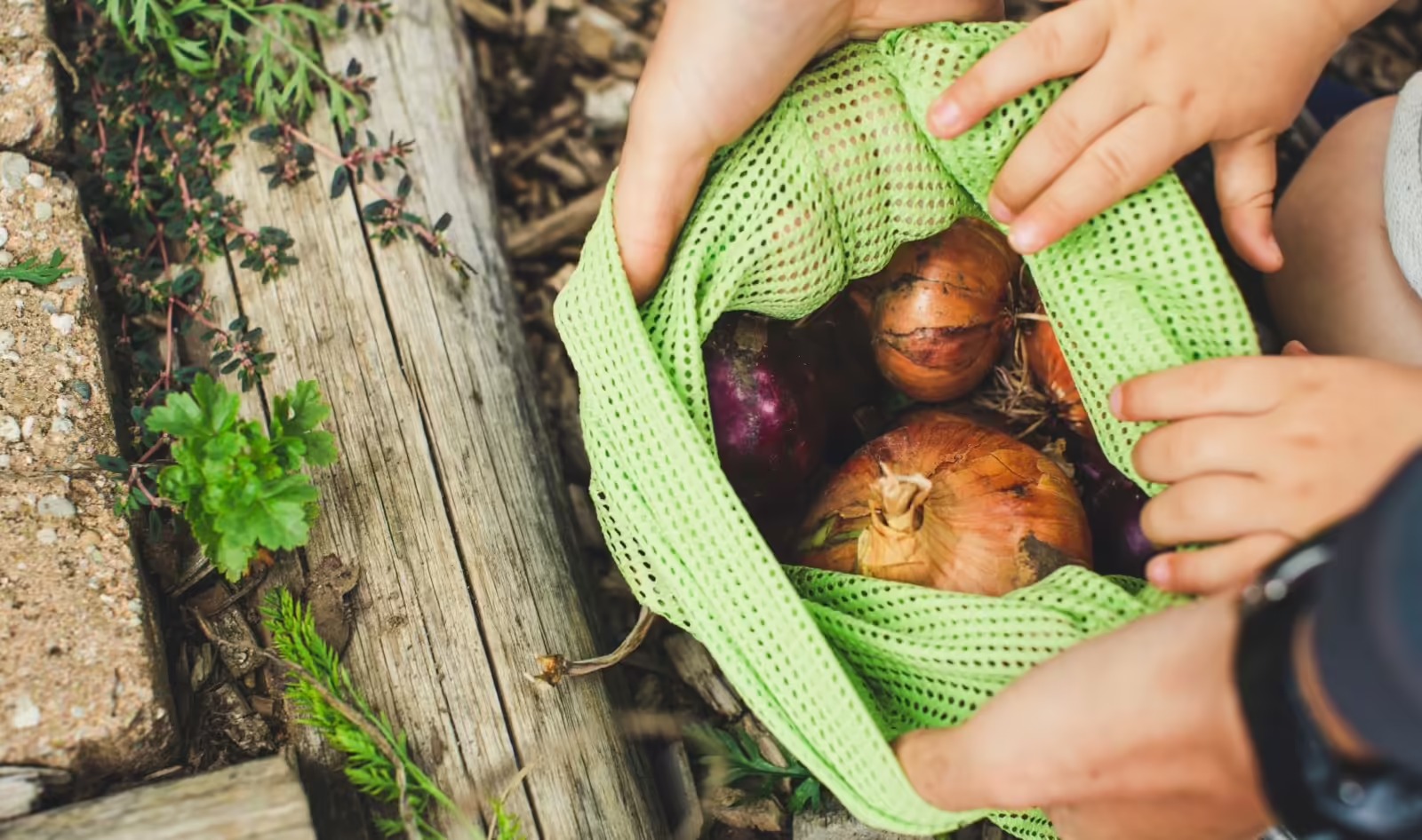 These 5 Vegetables Are the Best Sources of Prebiotics, Study Finds